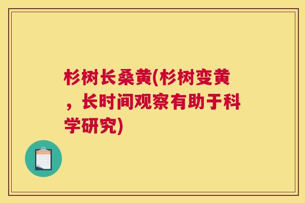 杉树长桑黄(杉树变黄,长时间观察有助于科学研究) 杉树长桑黄(杉树变黄,长时间观察有助于科学研究)
