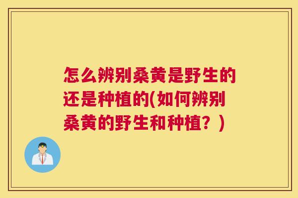 怎么辨别桑黄是野生的还是种植的(如何辨别桑黄的野生和种植?) 怎么辨别桑黄是野生的还是种植的(如何辨别桑黄的野生和种植?)