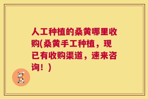 人工种植的桑黄哪里收购(桑黄手工种植,现已有收购渠道,速来咨询!) 人工种植的桑黄哪里收购(桑黄手工种植,现已有收购渠道,速来咨询!)