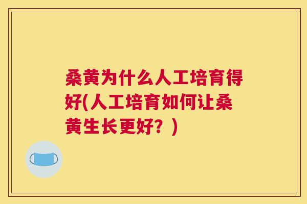 桑黄为什么人工培育得好(人工培育如何让桑黄生长更好?) 桑黄为什么人工培育得好(人工培育如何让桑黄生长更好?)
