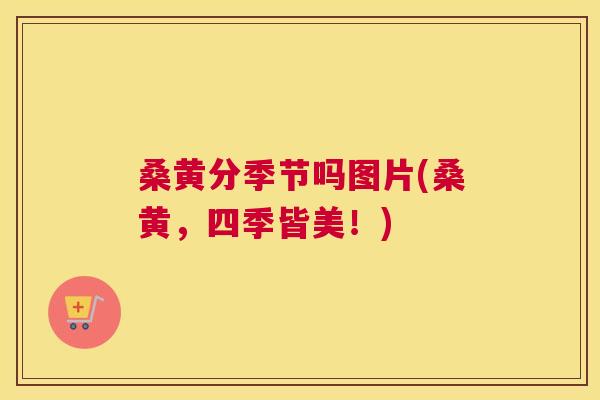 桑黄分季节吗图片(桑黄,四季皆美!) 桑黄分季节吗图片(桑黄,四季皆美!)