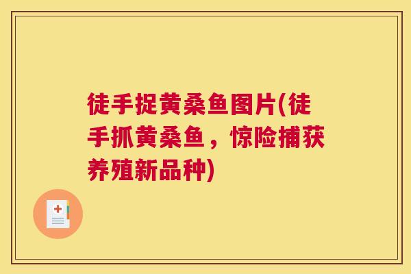 徒手捉黄桑鱼图片(徒手抓黄桑鱼,惊险捕获养殖新品种) 徒手捉黄桑鱼图片(徒手抓黄桑鱼,惊险捕获养殖新品种)