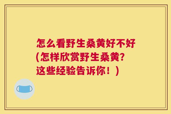 怎么看野生桑黄好不好(怎样欣赏野生桑黄？这些经验告诉你！)