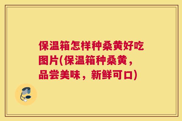 保温箱怎样种桑黄好吃图片(保温箱种桑黄,品尝美味,新鲜可口) 保温箱怎样种桑黄好吃图片(保温箱种桑黄,品尝美味,新鲜可口)