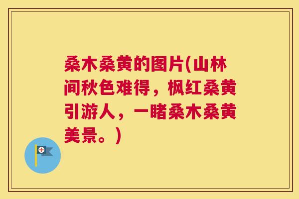 桑木桑黄的图片(山林间秋色难得,枫红桑黄引游人,一睹桑木桑黄美景。) 桑木桑黄的图片(山林间秋色难得,枫红桑黄引游人,一睹桑木桑黄美景。)