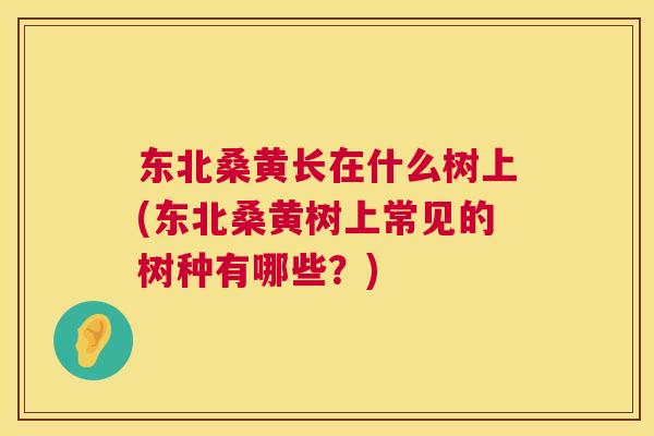 东北桑黄长在什么树上(东北桑黄树上常见的树种有哪些?) 东北桑黄长在什么树上(东北桑黄树上常见的树种有哪些?)