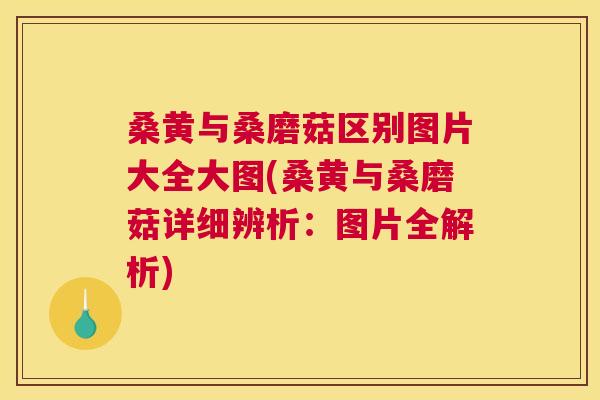 桑黄与桑磨菇区别图片大全大图(桑黄与桑磨菇详细辨析:图片全解析) 桑黄与桑磨菇区别图片大全大图(桑黄与桑磨菇详细辨析:图片全解析)