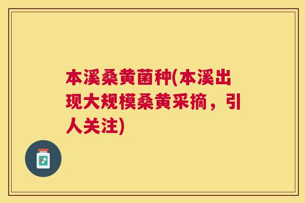 本溪桑黄菌种(本溪出现大规模桑黄采摘,引人关注) 本溪桑黄菌种(本溪出现大规模桑黄采摘,引人关注)