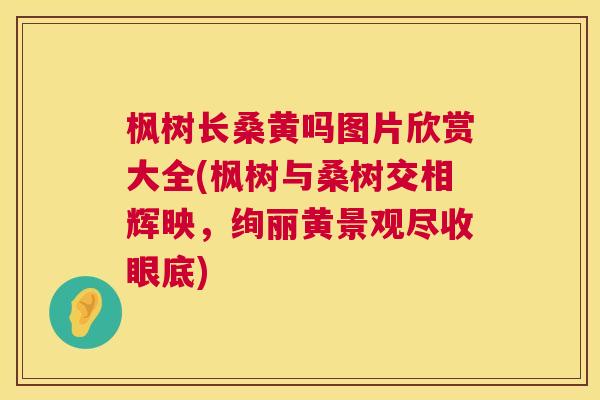 枫树长桑黄吗图片欣赏大全(枫树与桑树交相辉映,绚丽黄景观尽收眼底) 枫树长桑黄吗图片欣赏大全(枫树与桑树交相辉映,绚丽黄景观尽收眼底)
