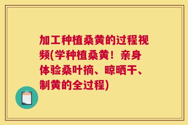 加工种植桑黄的过程视频(学种植桑黄!亲身体验桑叶摘、晾晒干、制黄的全过程) 加工种植桑黄的过程视频(学种植桑黄!亲身体验桑叶摘、晾晒干、制黄的全过程)