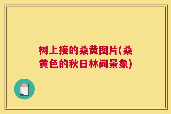 树上接的桑黄图片(桑黄色的秋日林间景象) 树上接的桑黄图片(桑黄色的秋日林间景象)