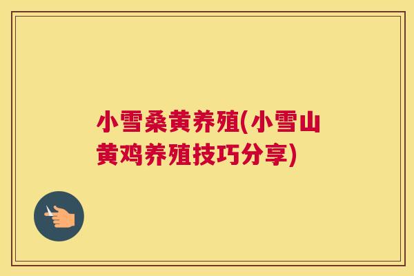 小雪桑黄养殖(小雪山黄鸡养殖技巧分享) 小雪桑黄养殖(小雪山黄鸡养殖技巧分享)