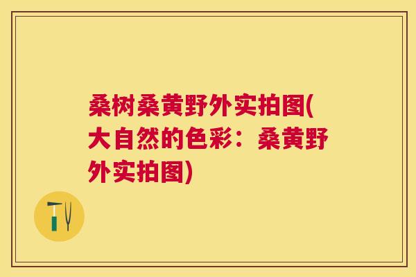 桑树桑黄野外实拍图(大自然的色彩：桑黄野外实拍图)