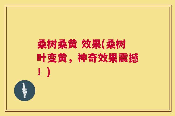 桑树桑黄 效果(桑树叶变黄,神奇效果震撼!) 桑树桑黄 效果(桑树叶变黄,神奇效果震撼!)