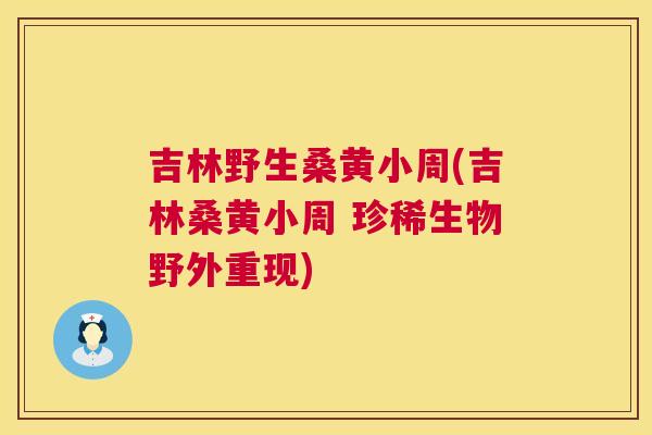 吉林野生桑黄小周(吉林桑黄小周 珍稀生物野外重现) 吉林野生桑黄小周(吉林桑黄小周 珍稀生物野外重现)