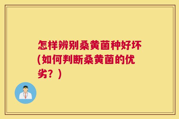 怎样辨别桑黄菌种好坏(如何判断桑黄菌的优劣?) 怎样辨别桑黄菌种好坏(如何判断桑黄菌的优劣?)