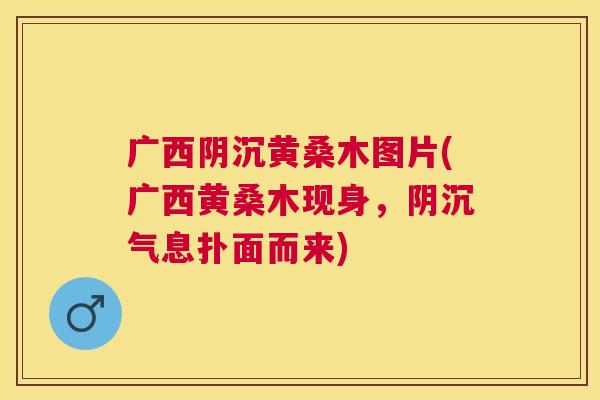 广西阴沉黄桑木图片(广西黄桑木现身,阴沉气息扑面而来) 广西阴沉黄桑木图片(广西黄桑木现身,阴沉气息扑面而来)