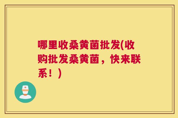 哪里收桑黄菌批发(收购批发桑黄菌,快来联系!) 哪里收桑黄菌批发(收购批发桑黄菌,快来联系!)