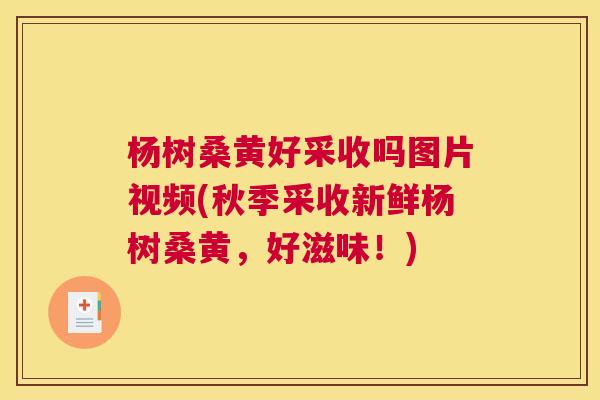 杨树桑黄好采收吗图片视频(秋季采收新鲜杨树桑黄,好滋味!) 杨树桑黄好采收吗图片视频(秋季采收新鲜杨树桑黄,好滋味!)