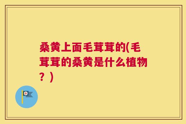 桑黄上面毛茸茸的(毛茸茸的桑黄是什么植物?) 桑黄上面毛茸茸的(毛茸茸的桑黄是什么植物?)