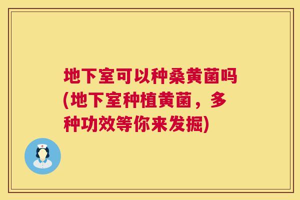 地下室可以种桑黄菌吗(地下室种植黄菌,多种功效等你来发掘) 地下室可以种桑黄菌吗(地下室种植黄菌,多种功效等你来发掘)