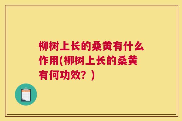 柳树上长的桑黄有什么作用(柳树上长的桑黄有何功效?) 柳树上长的桑黄有什么作用(柳树上长的桑黄有何功效?)