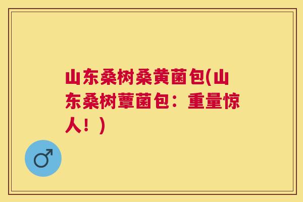 山东桑树桑黄菌包(山东桑树蕈菌包:重量惊人!) 山东桑树桑黄菌包(山东桑树蕈菌包:重量惊人!)