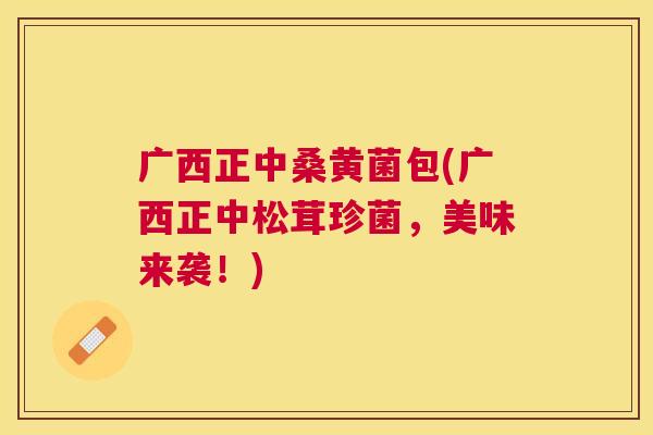 广西正中桑黄菌包(广西正中松茸珍菌,美味来袭!) 广西正中桑黄菌包(广西正中松茸珍菌,美味来袭!)