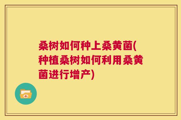 桑树如何种上桑黄菌(种植桑树如何利用桑黄菌进行增产) 桑树如何种上桑黄菌(种植桑树如何利用桑黄菌进行增产)