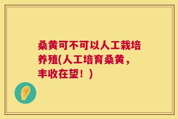 桑黄可不可以人工栽培养殖(人工培育桑黄,丰收在望!) 桑黄可不可以人工栽培养殖(人工培育桑黄,丰收在望!)