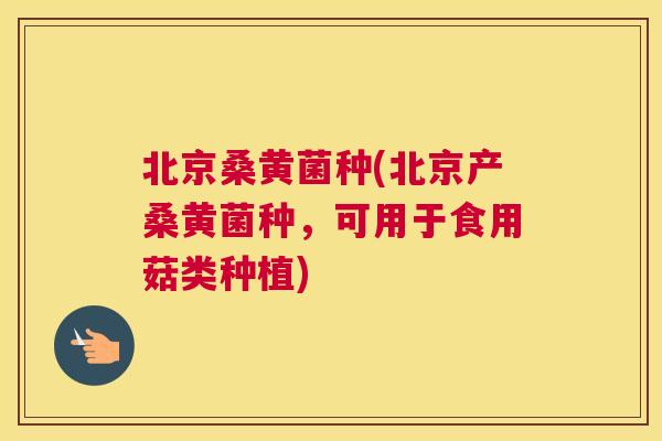 北京桑黄菌种(北京产桑黄菌种,可用于食用菇类种植) 北京桑黄菌种(北京产桑黄菌种,可用于食用菇类种植)