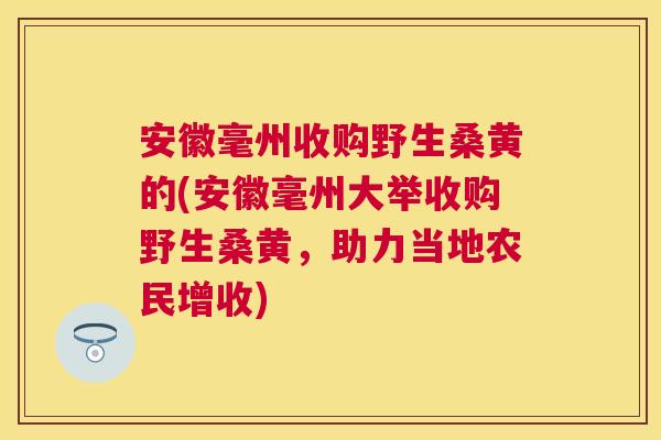 安徽毫州收购野生桑黄的(安徽毫州大举收购野生桑黄,助力当地农民增收) 安徽毫州收购野生桑黄的(安徽毫州大举收购野生桑黄,助力当地农民增收)