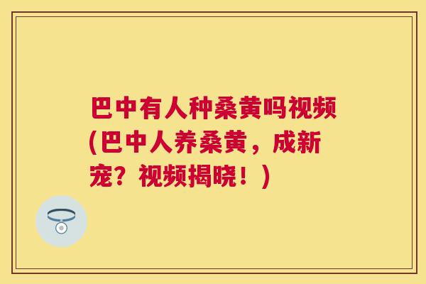 巴中有人种桑黄吗视频(巴中人养桑黄,成新宠?视频揭晓!) 巴中有人种桑黄吗视频(巴中人养桑黄,成新宠?视频揭晓!)