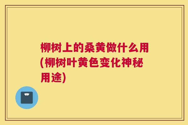 柳树上的桑黄做什么用(柳树叶黄色变化神秘用途)