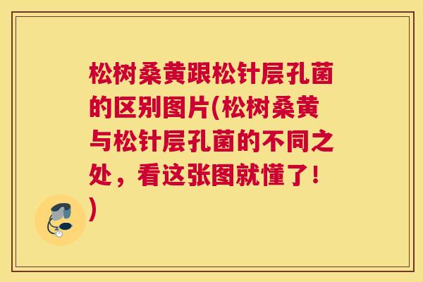 松树桑黄跟松针层孔菌的区别图片(松树桑黄与松针层孔菌的不同之处,看这张图就懂了!) 松树桑黄跟松针层孔菌的区别图片(松树桑黄与松针层孔菌的不同之处,看这张图就懂了!)