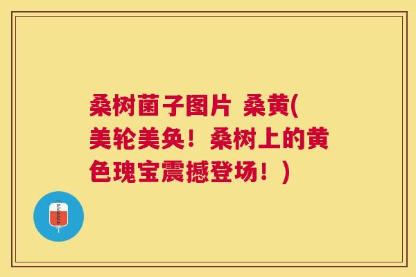 桑树菌子图片 桑黄(美轮美奂!桑树上的黄色瑰宝震撼登场!) 桑树菌子图片 桑黄(美轮美奂!桑树上的黄色瑰宝震撼登场!)