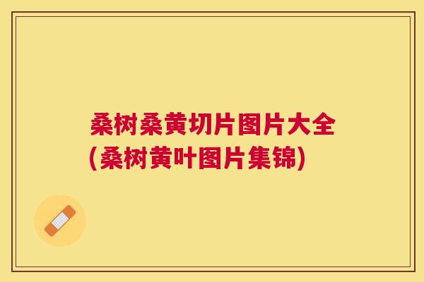 桑树桑黄切片图片大全(桑树黄叶图片集锦) 桑树桑黄切片图片大全(桑树黄叶图片集锦)