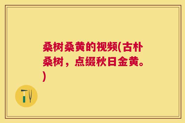 桑树桑黄的视频(古朴桑树,点缀秋日金黄。) 桑树桑黄的视频(古朴桑树,点缀秋日金黄。)