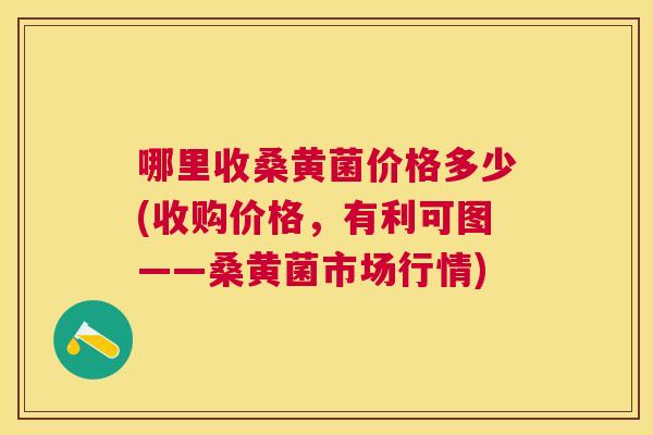 哪里收桑黄菌价格多少(收购价格,有利可图——桑黄菌市场行情) 哪里收桑黄菌价格多少(收购价格,有利可图——桑黄菌市场行情)