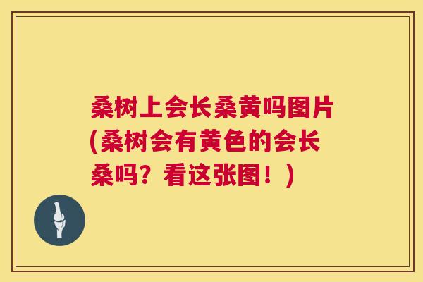 桑树上会长桑黄吗图片(桑树会有黄色的会长桑吗?看这张图!) 桑树上会长桑黄吗图片(桑树会有黄色的会长桑吗?看这张图!)