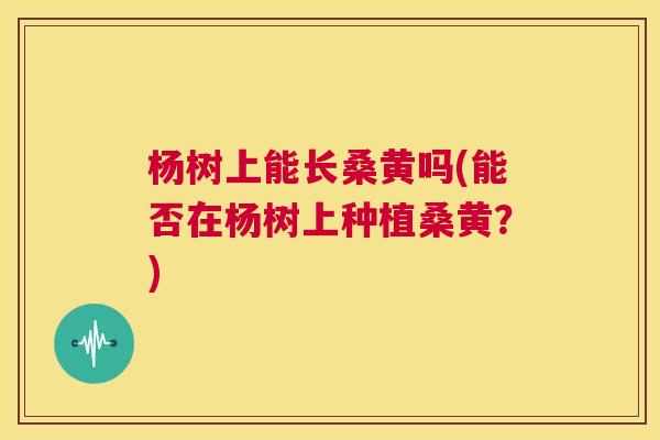 杨树上能长桑黄吗(能否在杨树上种植桑黄?) 杨树上能长桑黄吗(能否在杨树上种植桑黄?)