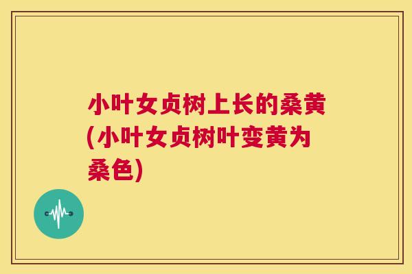 小叶女贞树上长的桑黄(小叶女贞树叶变黄为桑色) 小叶女贞树上长的桑黄(小叶女贞树叶变黄为桑色)