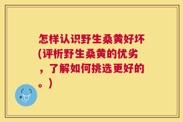 怎样认识野生桑黄好坏(评析野生桑黄的优劣,了解如何挑选更好的。) 怎样认识野生桑黄好坏(评析野生桑黄的优劣,了解如何挑选更好的。)