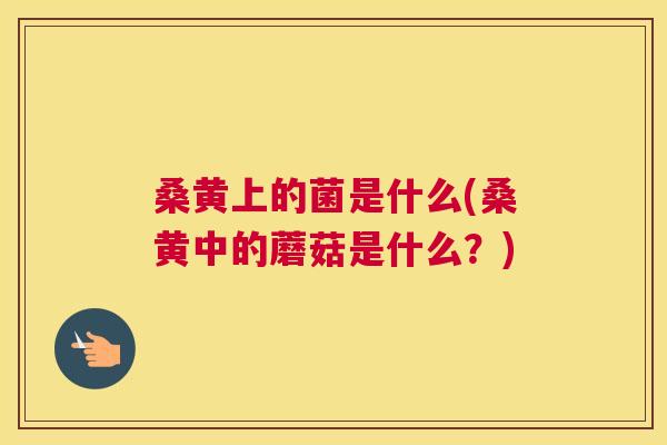 桑黄上的菌是什么(桑黄中的蘑菇是什么?) 桑黄上的菌是什么(桑黄中的蘑菇是什么?)