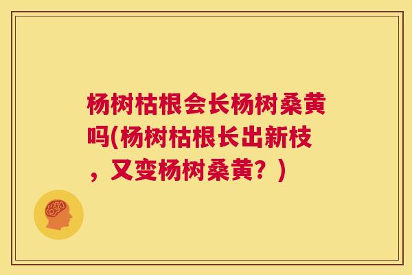 杨树枯根会长杨树桑黄吗(杨树枯根长出新枝,又变杨树桑黄?) 杨树枯根会长杨树桑黄吗(杨树枯根长出新枝,又变杨树桑黄?)