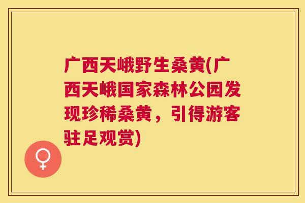 广西天峨野生桑黄(广西天峨国家森林公园发现珍稀桑黄,引得游客驻足观赏) 广西天峨野生桑黄(广西天峨国家森林公园发现珍稀桑黄,引得游客驻足观赏)