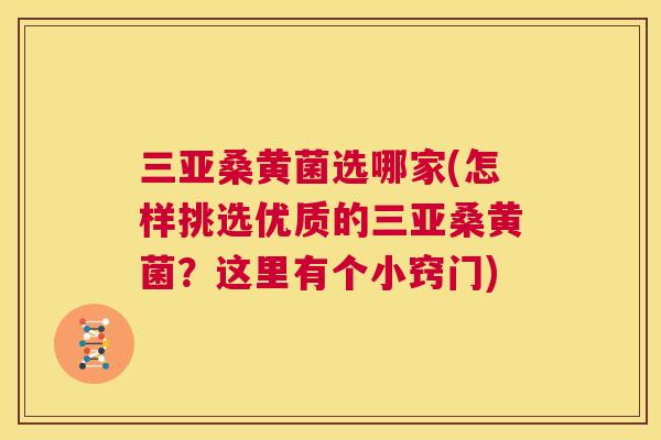 三亚桑黄菌选哪家(怎样挑选优质的三亚桑黄菌?这里有个小窍门) 三亚桑黄菌选哪家(怎样挑选优质的三亚桑黄菌?这里有个小窍门)