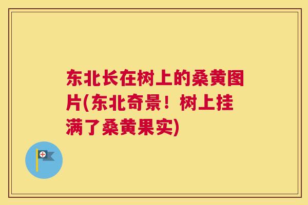 东北长在树上的桑黄图片(东北奇景!树上挂满了桑黄果实) 东北长在树上的桑黄图片(东北奇景!树上挂满了桑黄果实)