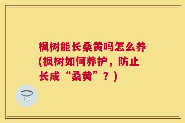 枫树能长桑黄吗怎么养(枫树如何养护，防止长成“桑黄”？)