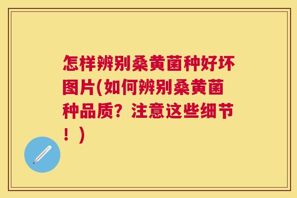怎样辨别桑黄菌种好坏图片(如何辨别桑黄菌种品质?注意这些细节!) 怎样辨别桑黄菌种好坏图片(如何辨别桑黄菌种品质?注意这些细节!)